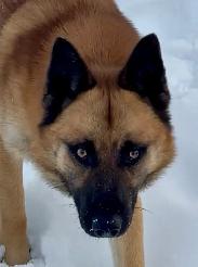 Ultimate Shepsky (shepherd x husky) - Photo 6
