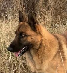 Ultimate Shepsky (shepherd x husky) - Photo 7