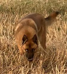 Ultimate Shepsky (shepherd x husky) - Photo 8