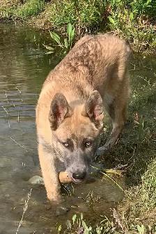 Ultimate Shepsky (shepherd x husky) - Photo 9