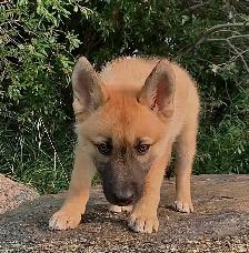 Ultimate Shepsky (shepherd x husky) - Photo 10