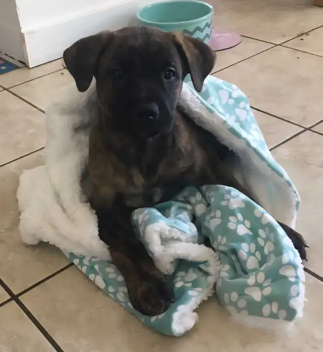 9 week old female puppy mix