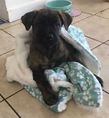 9 week old female puppy mix
