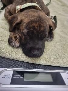 9 week old female puppy mix - Photo 2