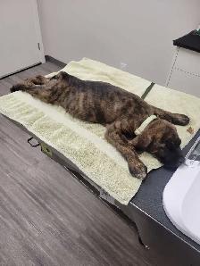 9 week old female puppy mix - Photo 3