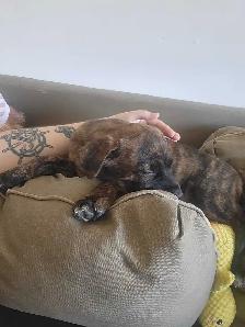 9 week old female puppy mix - Photo 4