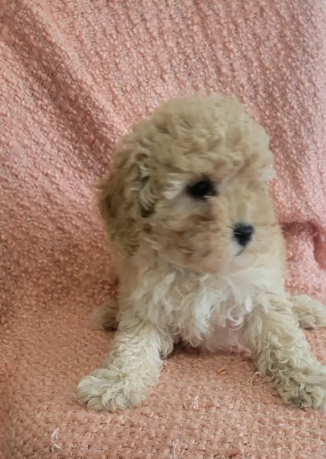 Toy poodle  puppies