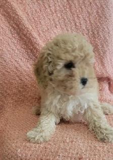 Toy poodle  puppies