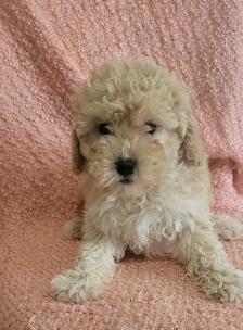 Toy poodle  puppies - Photo 2