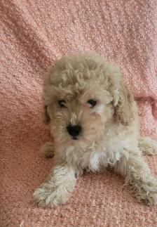 Toy poodle  puppies - Photo 3