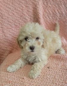 Toy poodle  puppies - Photo 4