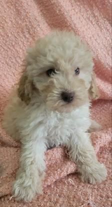Toy poodle  puppies - Photo 5