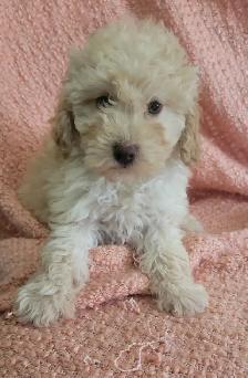 Toy poodle  puppies - Photo 6