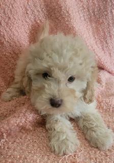 Toy poodle  puppies - Photo 7