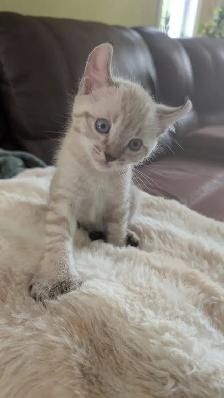 Chatons highland lynx