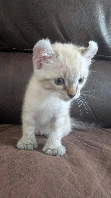 Chatons highland lynx - Photo 2