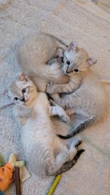 Chatons highland lynx - Photo 3