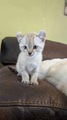 Chatons highland lynx - Photo 4