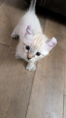 Chatons highland lynx - Photo 5