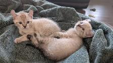 Chatons highland lynx - Photo 6