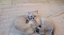 Chatons highland lynx - Photo 7