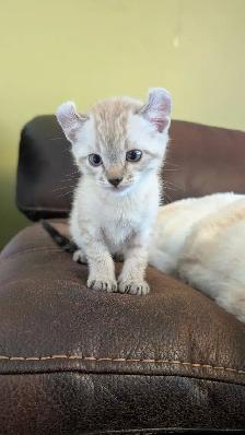 Chatons highland lynx - Photo 8