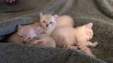 Chatons highland lynx - Photo 9