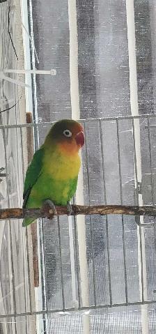FEMALE LOVEBIRD
