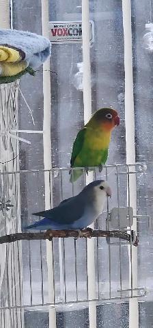 FEMALE LOVEBIRD - Photo 2