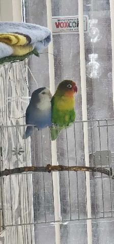 FEMALE LOVEBIRD - Photo 3