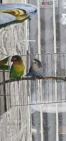 FEMALE LOVEBIRD - Photo 5