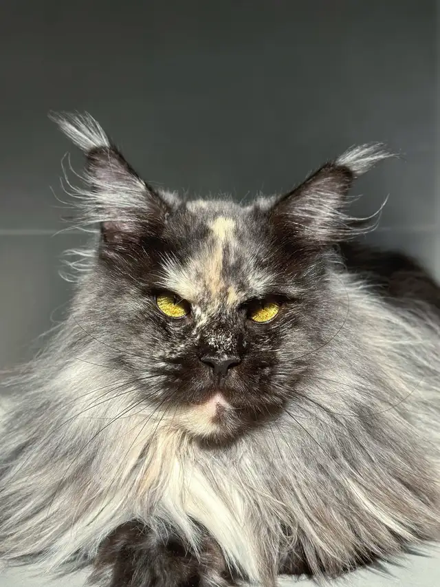Retired Maine Coon Cats