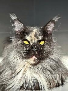 Retired Maine Coon Cats - Photo 2