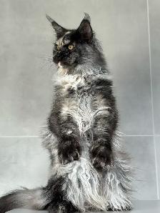 Retired Maine Coon Cats - Photo 3