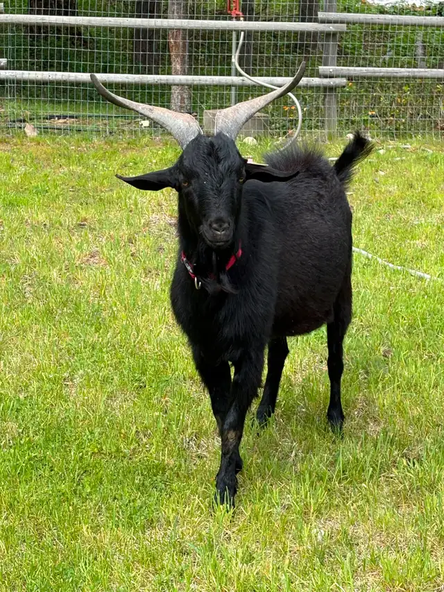 Purebred Kiko Buck, 15 mos old