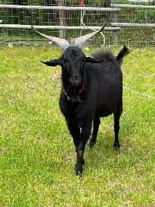 Purebred Kiko Buck, 15 mos old