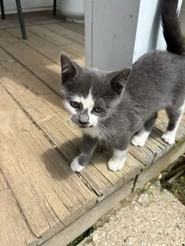 kitten first free