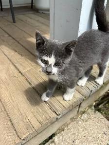 kitten first free
