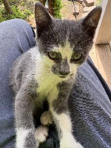 kitten first free - Photo 2
