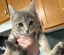 free kittens
