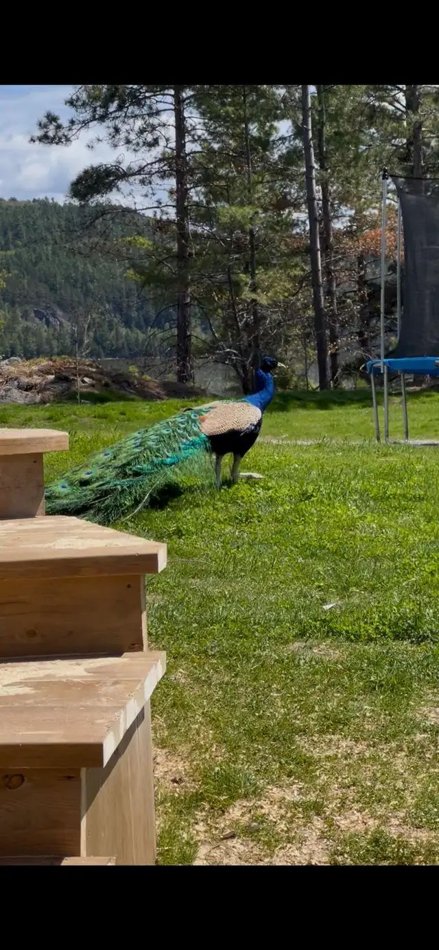 Peacocks