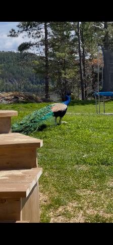 Peacocks