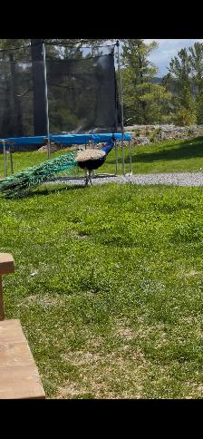 Peacocks - Photo 2