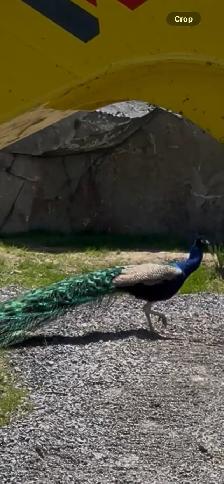 Peacocks - Photo 3