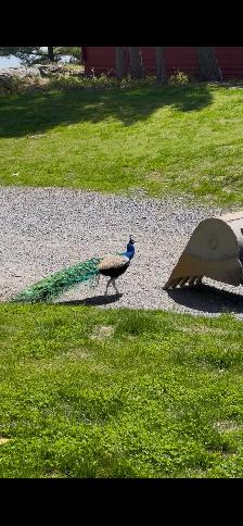 Peacocks - Photo 4