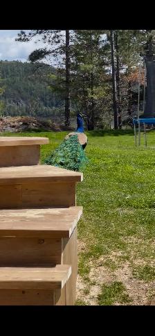 Peacocks - Photo 5