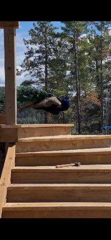 Peacocks - Photo 6