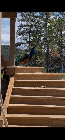 Peacocks - Photo 7