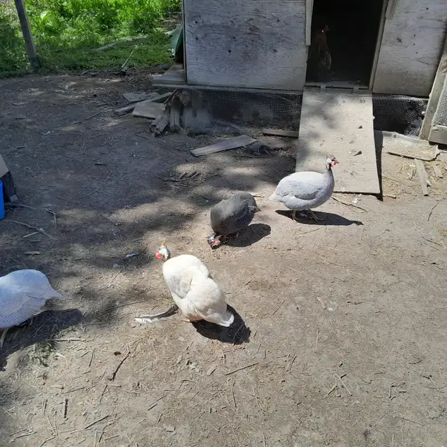Guinea fowl hatching eggs