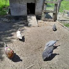 Guinea fowl hatching eggs - Photo 2